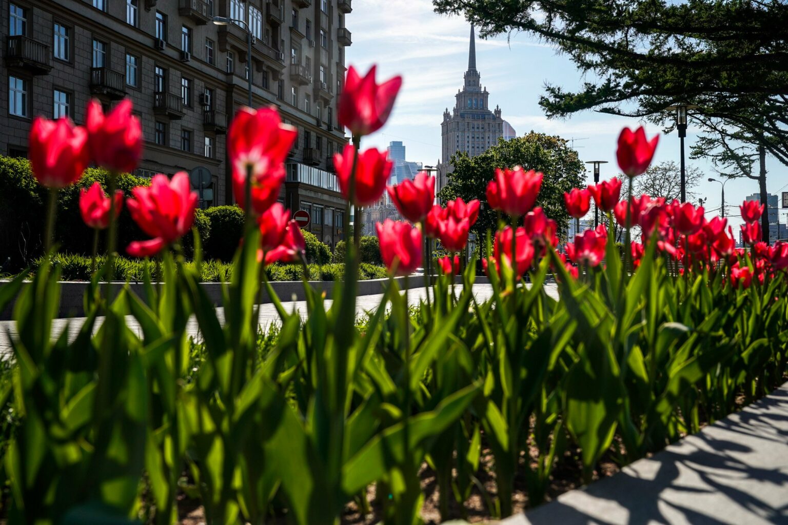 Цветы на фоне города