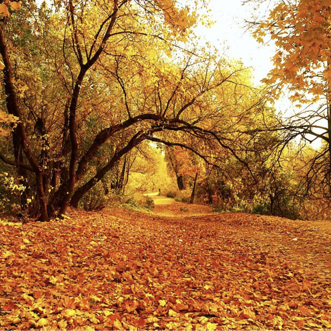 2 сентября осень. Осенний парк. Золотая осень. Осень в парке. Осень конец сентября.