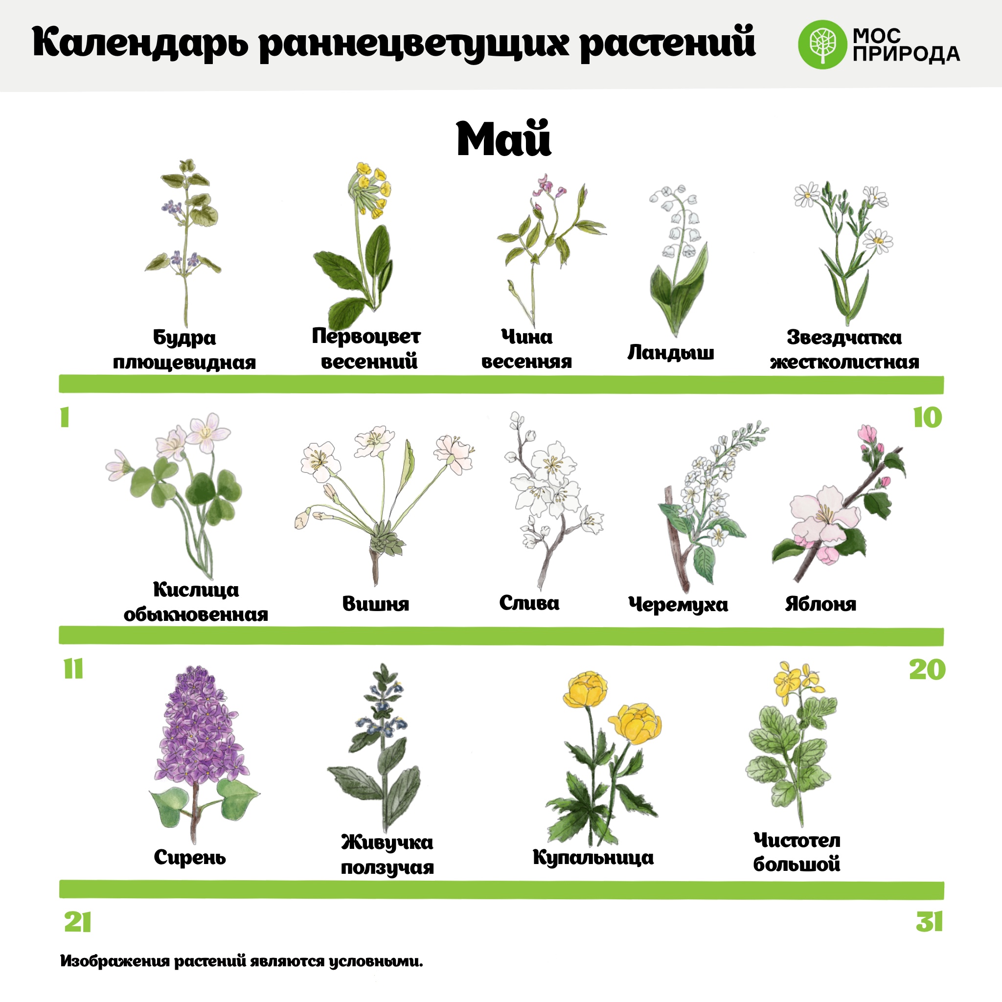 На диаграмме представлена продолжительность цветения некоторых видов растений