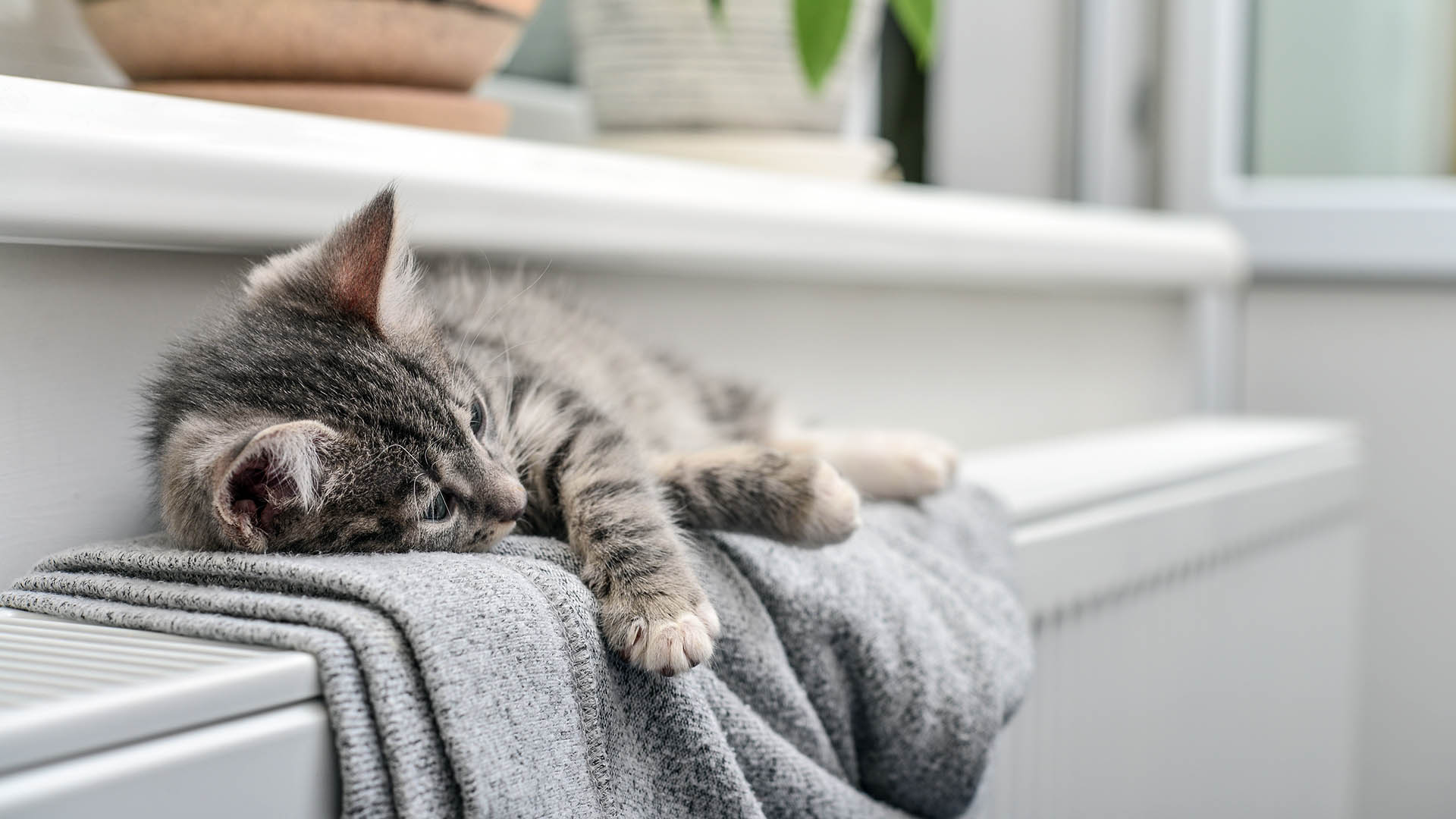 Спи тепло. Кот на батарее. Котенок на батарее. Кот в тепле. Котик греется.