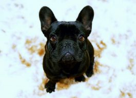 Милый песик: раскрыт секрет привлекательности плоскомордых собак