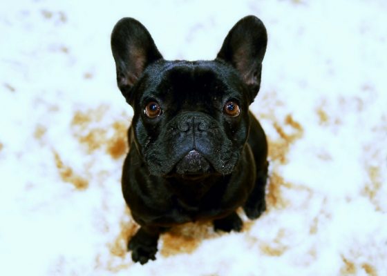 Милый песик: раскрыт секрет привлекательности плоскомордых собак