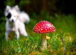 Тихая опасность: домашние питомцы на прогулке могут отравиться грибами