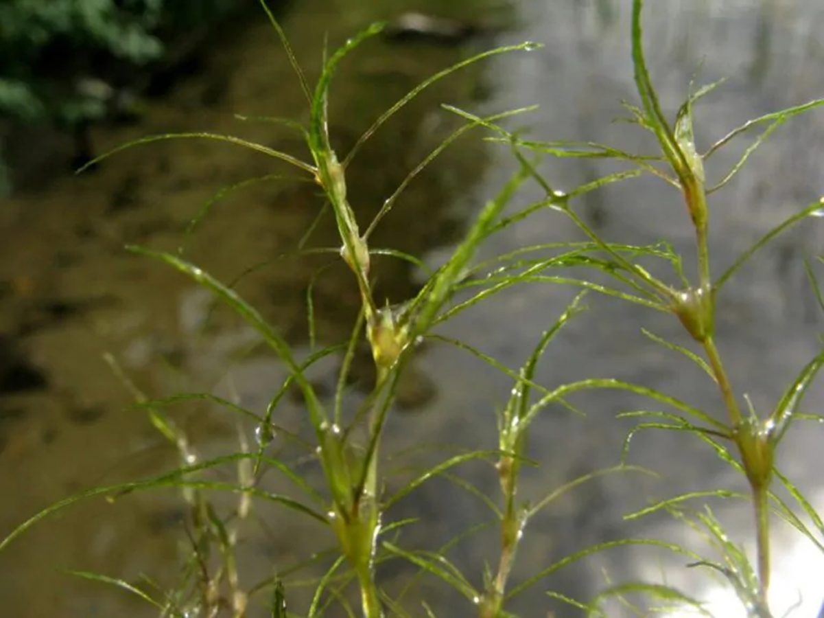 Каулиния тончайшая Caulinia tenuissima