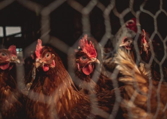 Сахалинская птицефабрика «Островная» к осени восстановит производство после птичьего гриппа