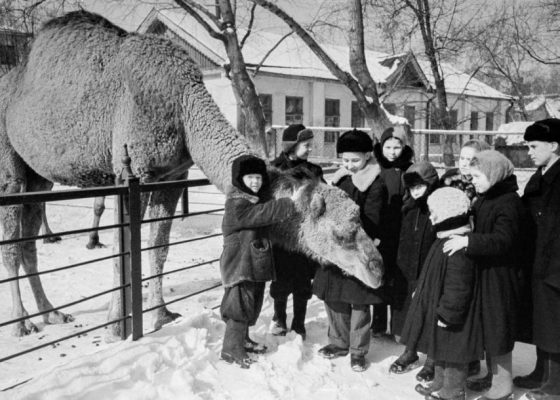Главархив открыл онлайн-выставку к 160-летию Московского зоопарка
