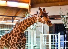 Рождаемость животных в Московском зоопарке выросла вдвое