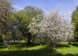 Пик цветения черемухи в Москве ожидается между майскими праздниками